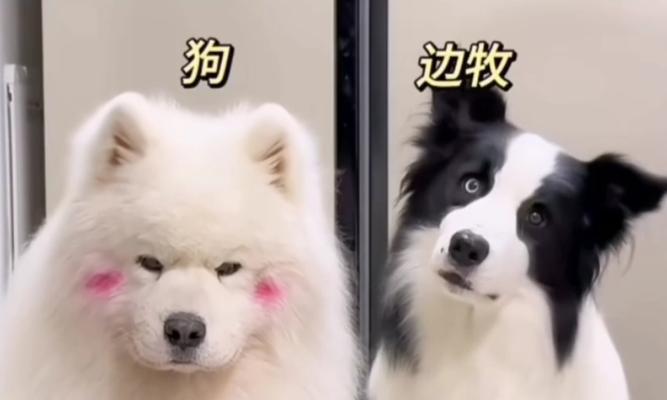 网购边牧后的惊喜与无奈（以贪便宜的代价，我收到了一只“特殊”的宠物）