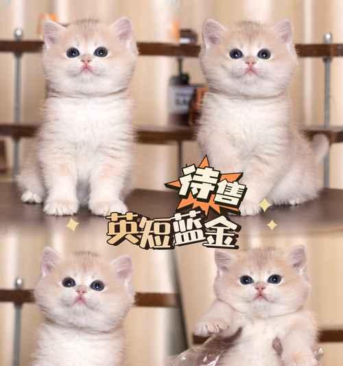 英短猫的寿命有多长？（探讨英短猫寿命的影响因素及如何延长寿命）