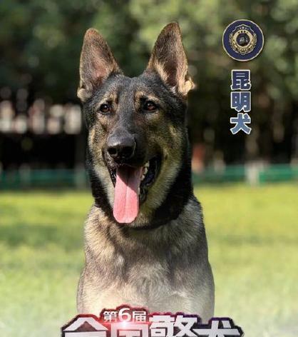 中国狗的多样性与特色（探寻中国狗的丰富种类与文化意义）