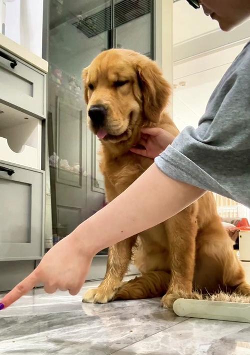 金毛幼犬的小便频率及培养方法（了解金毛幼犬小便频率，培养良好的大小便习惯）