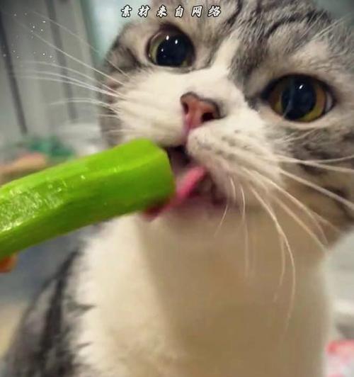 猫可以吃哪些蔬菜？（宠物猫的健康饮食之道）
