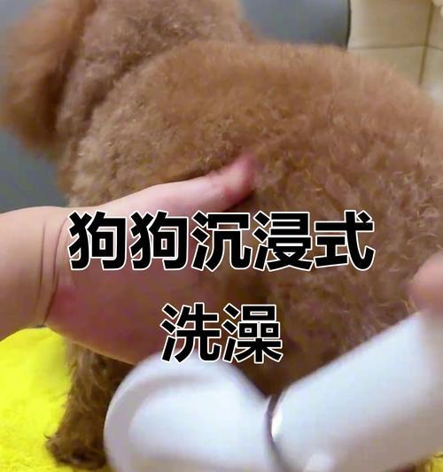 养宠必读（科学护理之道，让你的狗狗时刻焕发健康光彩）