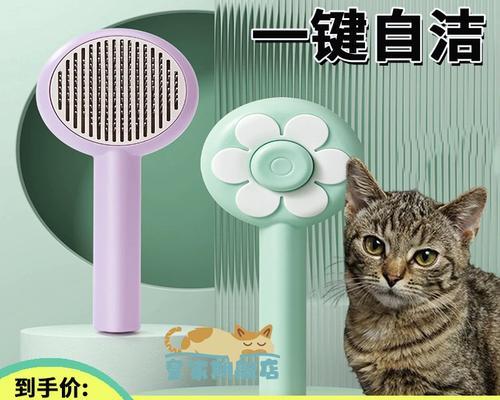 短毛猫的梳毛频率及注意事项（保持短毛猫健康的秘诀）