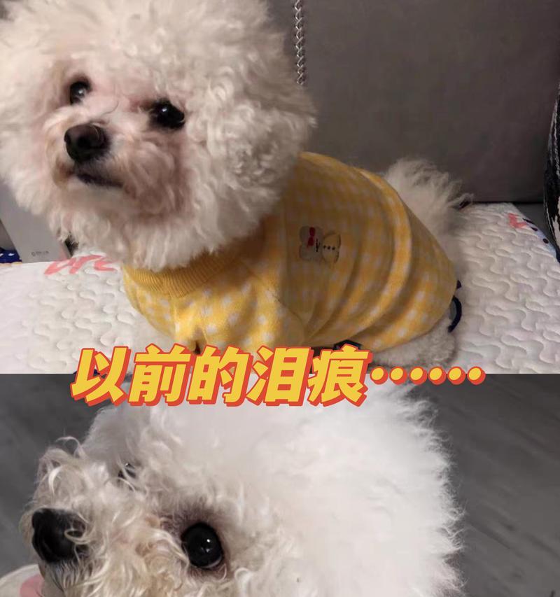 狗狗肝脏疾病（狗狗肝脏疾病的常见症状与预防方法）