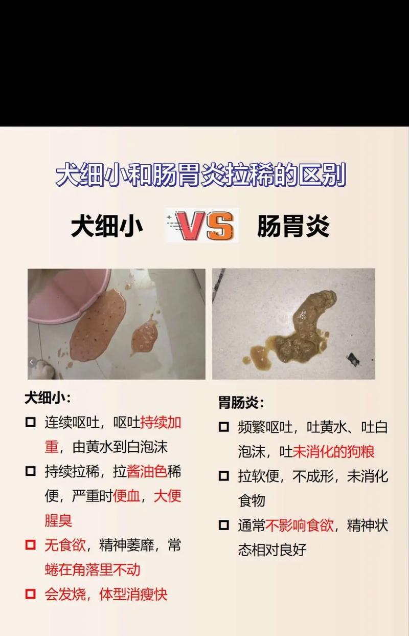 关于狗狗细小的治疗方法和注意事项（保护宠物狗免受细小病毒的侵害）