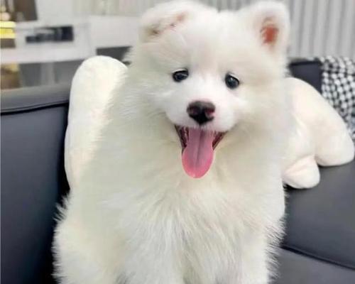 如何挑选萨摩耶幼犬（购买萨摩耶需要注意的事项）