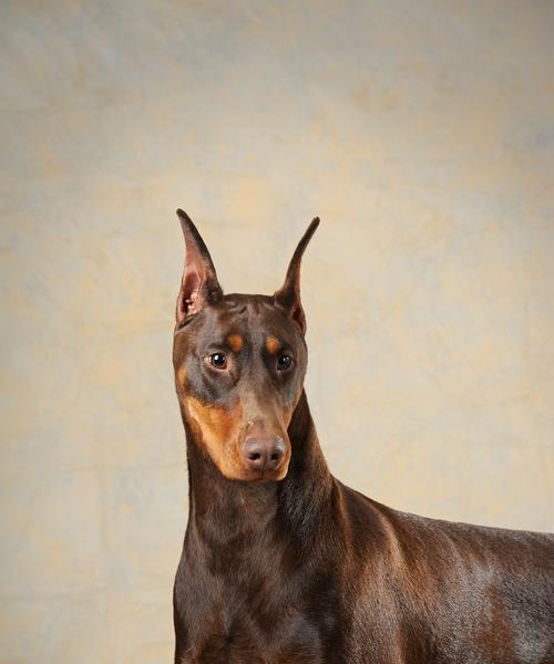 长春禁养犬政策解读（探讨长春市禁养犬的原因、影响和应对措施）