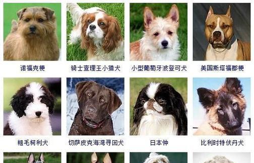 探寻小型宠物的世界（了解各类小型宠物品种及其特点）