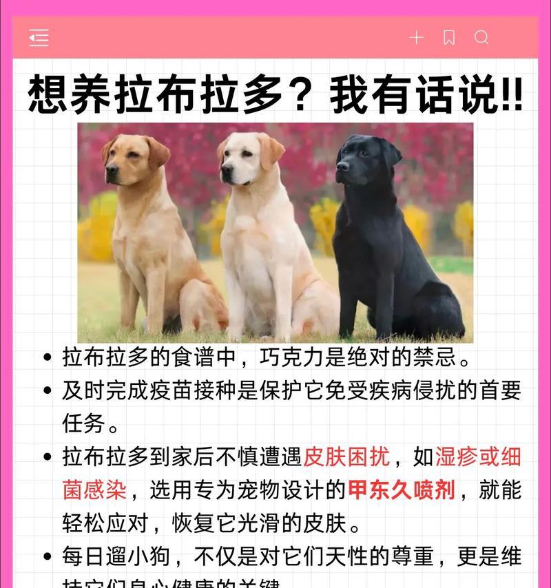 如何饲养拉布拉多犬（养一只健康、快乐的拉布拉多犬的注意事项）