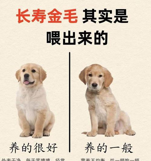 金毛怀孕多久肚子会大（金毛怀孕期间肚子的变化和发展进程）