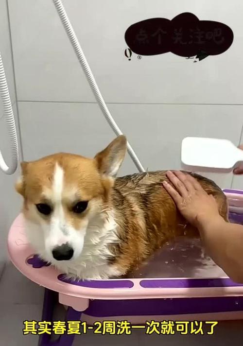 德牧洗澡频率的科学指南（探索德国牧羊犬澡洗的最佳时间间隔）