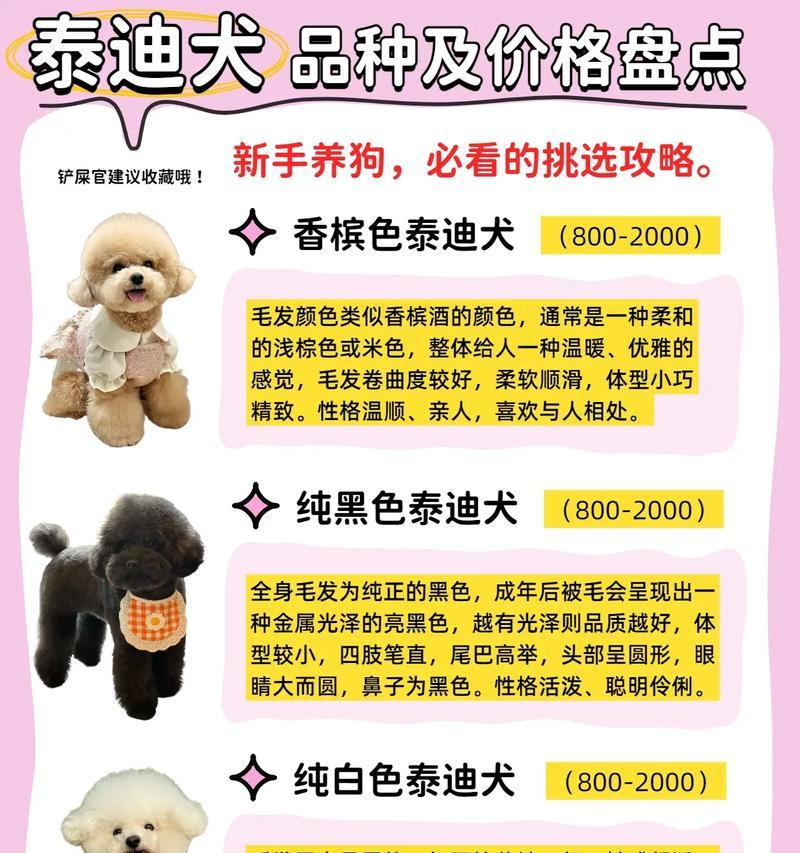 泰迪价格一览（从白色到巧克力，了解不同颜色泰迪的价格走势）