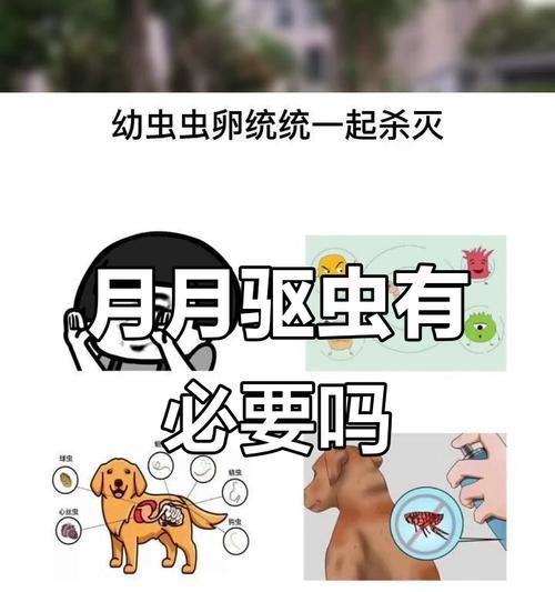 小狗的体内驱虫周期（科学合理的驱虫时间和方法是保护小狗健康的关键）