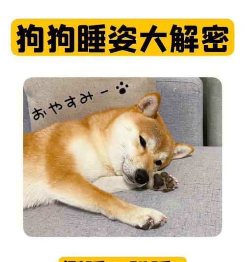 八哥幼犬的睡眠需求剖析（探寻八哥幼犬一天睡眠时长及影响因素）
