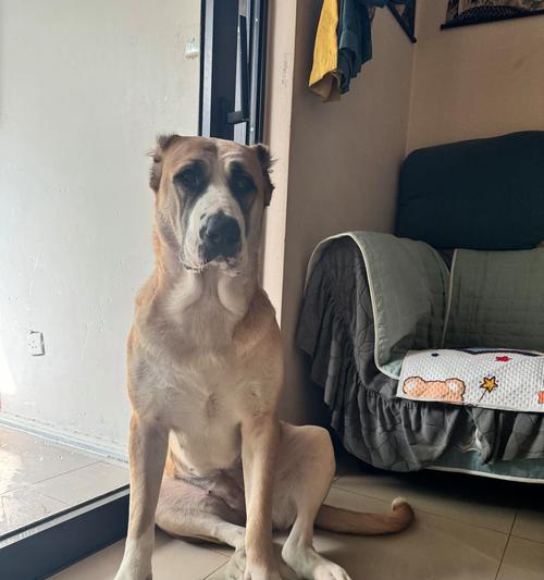 刚出生的幼犬什么时候睁眼？（母乳不足时可用羊奶粉代替，了解正确喂养方法）