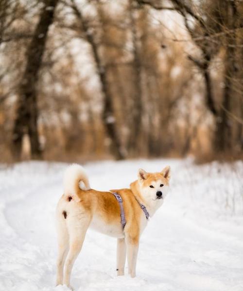 秋田犬的注意事项（培养秋田犬健康成长的关键）