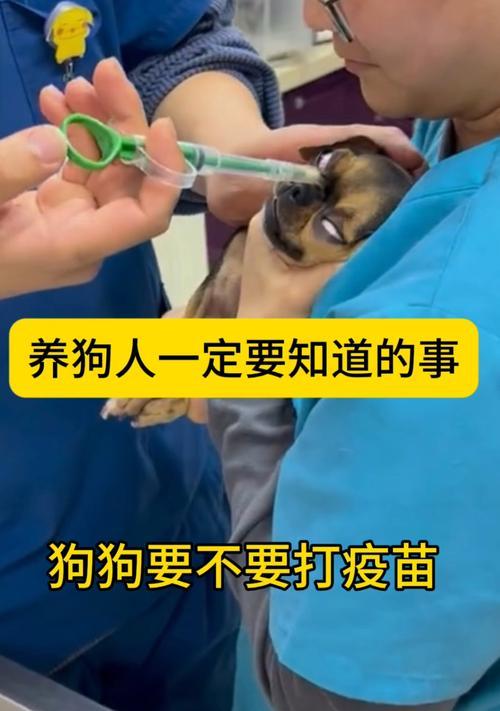 养狗必知（全面了解狗疫苗，保护您的宠物健康）