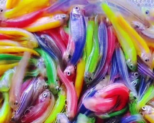 小型热带鱼——迷人的微缩水族世界（探索热带鱼的多样性和美丽魅力）