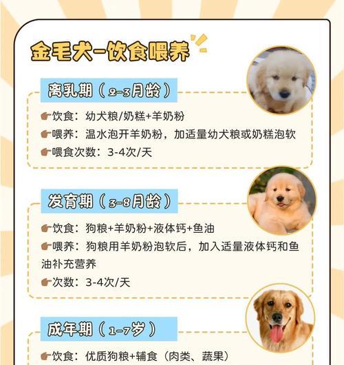 金毛幼犬训练时间有多久？（了解金毛幼犬训练的时间要求和技巧）