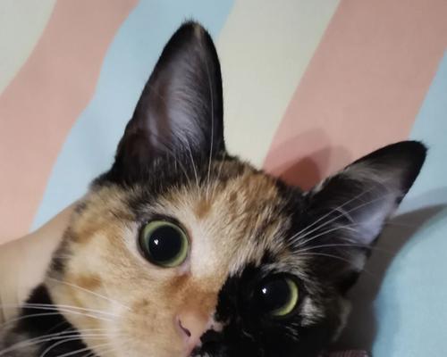 世界上十种非常可爱的猫（探索猫咪王国，发现可爱与快乐的源泉）