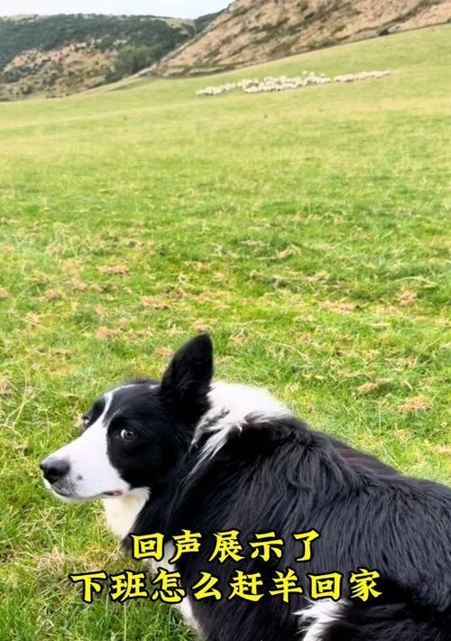 边境牧羊犬狗狗训练技巧大全（打造忠诚、聪明、听话的边境牧羊犬，有效训练方法揭秘）