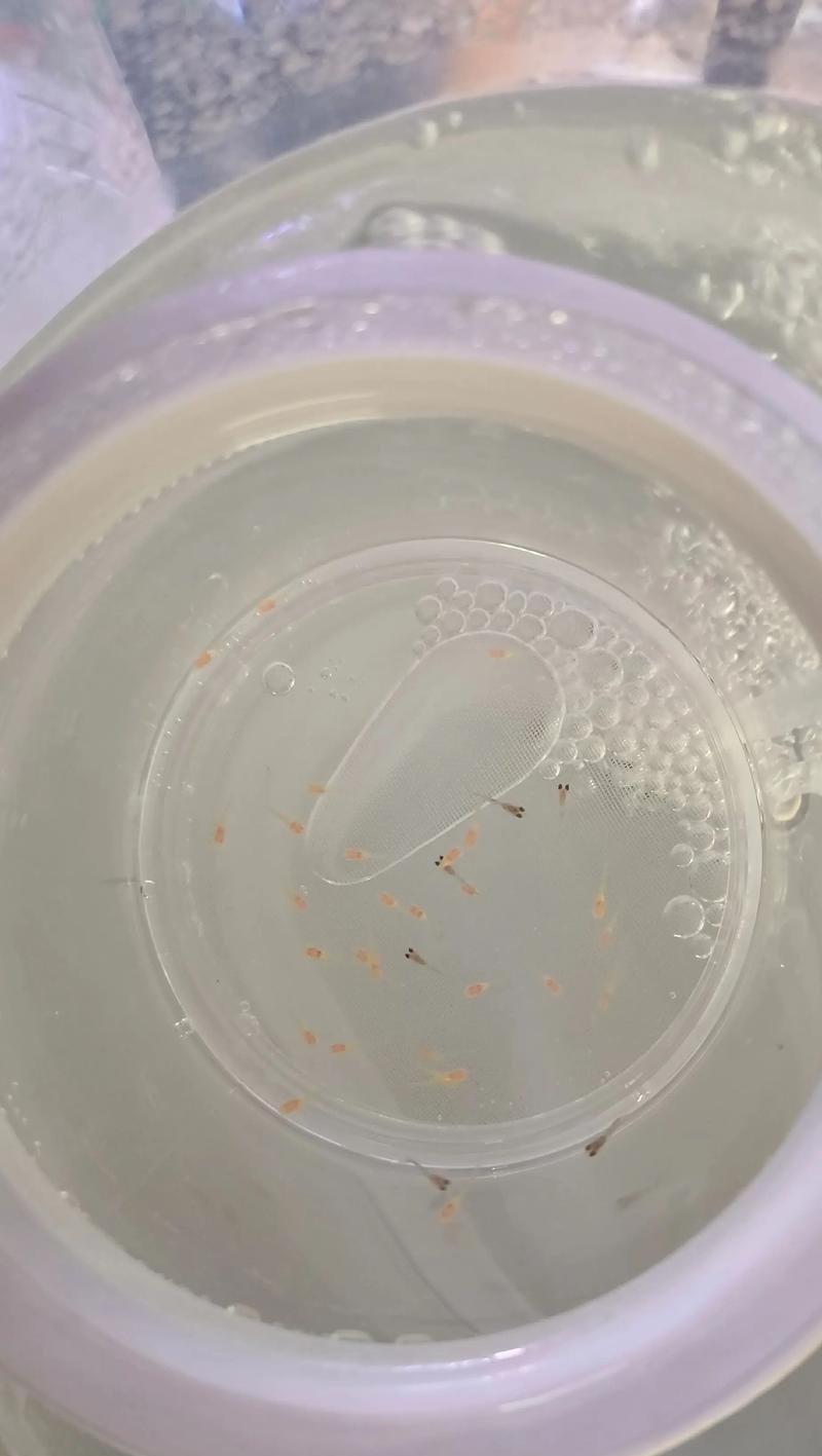 凤尾鱼的喂食时间表（刚生的凤尾鱼喂食小贴士，了解多久喂食最合适）