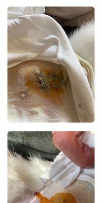 猫绝育后激素变化周期的了解（探讨猫绝育后激素变化的关键时间点和影响因素）