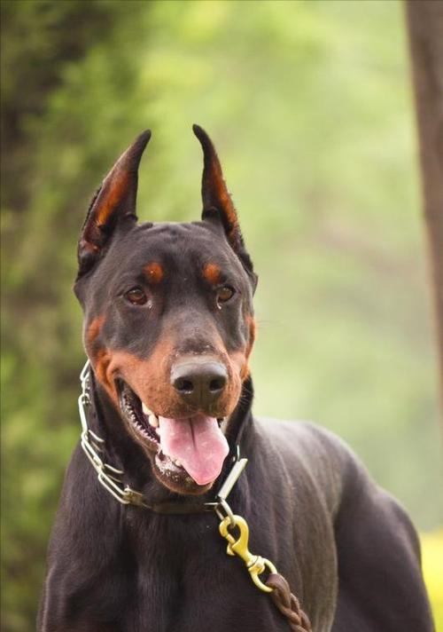了解杜宾犬的三大性格特点（挑选纯种杜宾犬的五种方法）