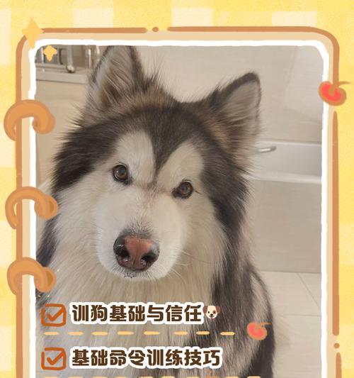 狗坐训练（训练你的狗坐下，一起享受宠物生活）