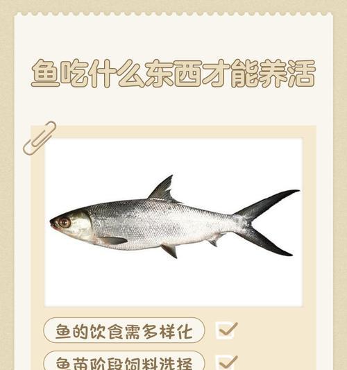 正确喂养鱼的频率与方法（养鱼需知，合理喂养才能健康成长）
