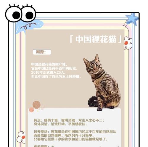 狸花猫（了解狸花猫的起源、特点与传说故事）