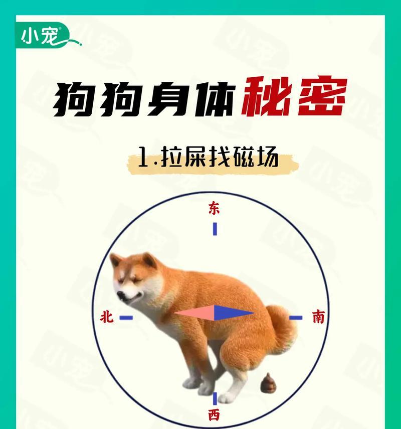 狗狗健康重要，便检有何必要？（为什么狗狗需要做便检，了解其重要性）