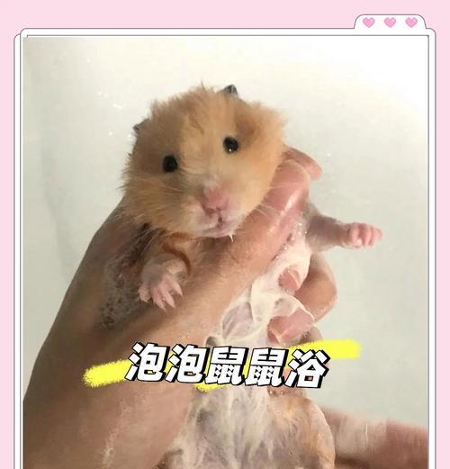 仓鼠适应新环境的时间和方法（探索仓鼠适应新环境所需的关键因素）
