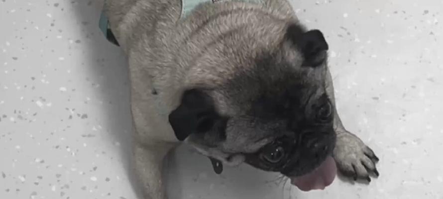 狗脑炎（以狗得脑炎多久会死？）