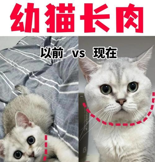 猫咪喝羊奶粉需要多久？（了解猫咪喝羊奶粉的时间周期和注意事项）