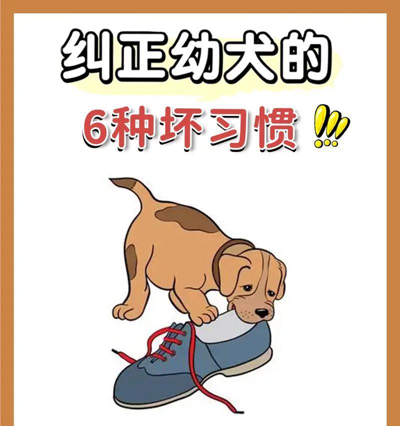 如何纠正狗狗咬人行为（有效的训练方法帮助狗狗克服咬人习惯）