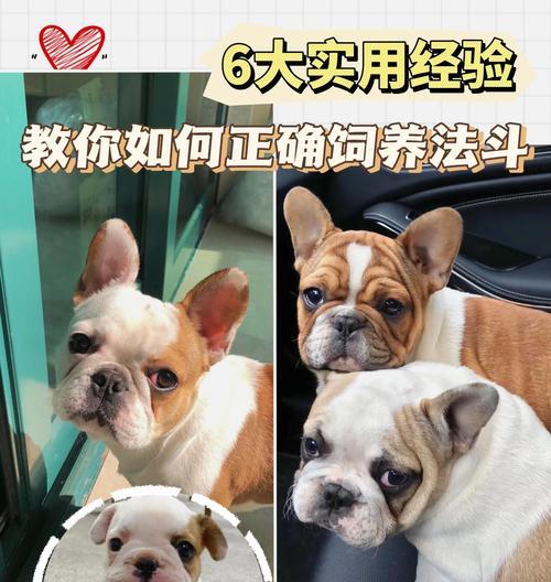 法斗价格与影响因素揭秘（探究法斗价格的关键因素和市场变动）