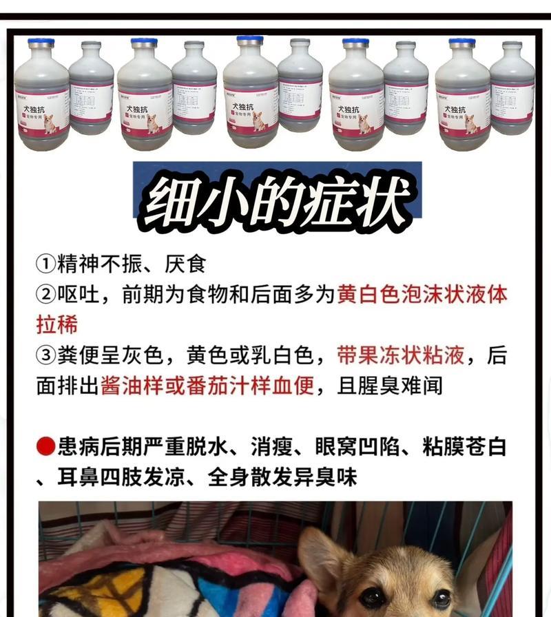 狗狗细小（了解狗狗细小，保护你的爱宠健康）