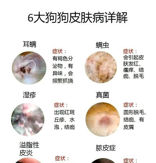 解密狗皮肤病脱毛喷药的使用时间（掌握有效喷药时间，让宠物恢复健康）