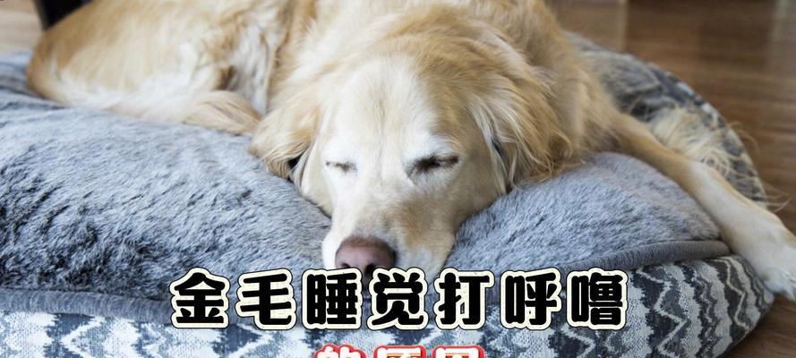 金毛犬睡眠习惯揭秘（金毛犬每日睡眠时间究竟有多长？）