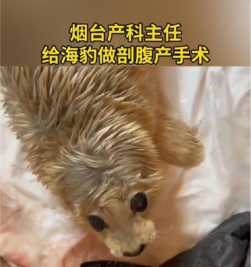 狗狗剖腹产必备用品（为狗狗安全顺利剖腹产，你需要准备这些物品）
