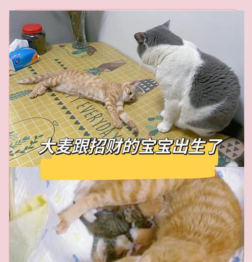 猫的生产周期及特点（探究猫咪繁殖的时长和相关知识）