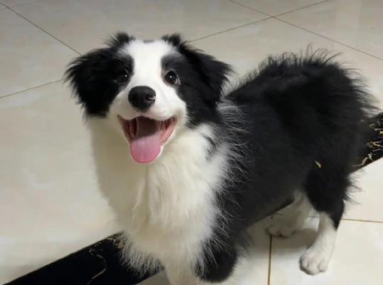 边牧犬的下狗时间（揭秘边牧犬适宜下狗的最佳时机及关键因素）