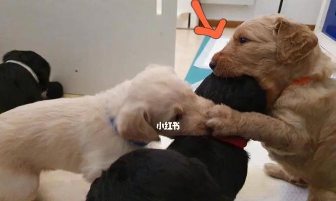 狗狗生完小狗后的配种时间（了解狗狗生完小狗后的最佳配种时间）
