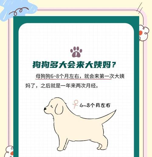 母狗的月经周期及注意事项（了解母狗的生理周期，照顾它们的健康）