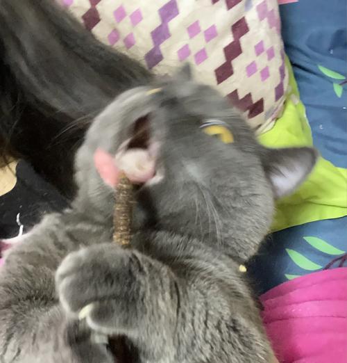 猫咪疯狂奔跑的原因解析（探究猫咪奔跑行为的心理与生理原因）