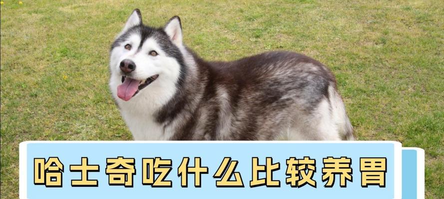 狗狗的饮食（满足狗狗味蕾的健康选择）