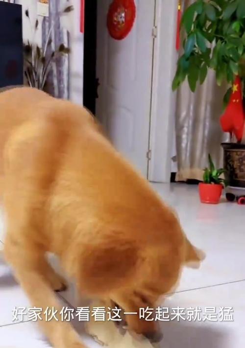 金毛宝宝的禁食清单（保护你的金毛健康成长，不要让它吃这些东西！）