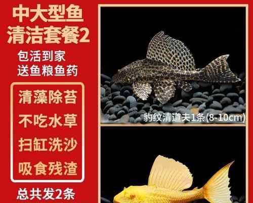 热带观赏鱼的喂养频率与注意事项（合理喂养是关键，热带观赏鱼的健康靠你！）