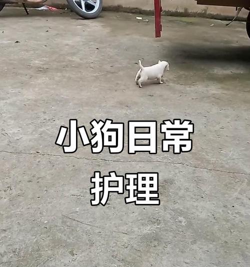 小狗运输前需要进行驱虫吗？（为什么小狗运输前需要进行驱虫？驱虫的最佳时间是什么时候？）